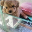 미니퍼피 이미지