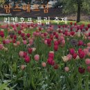 풍차호프 | 네덜란드 암스테르담 여행 쾨켄호프 튤립 축제 기간 입장권 셔틀버스 5월 방문 후기🌷