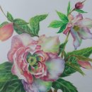 색연필 꽃그림, 보타니컬 아트 이미지