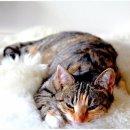 고양이집:고집 이미지