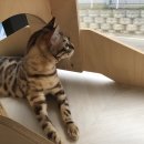 잔다냥 이천점 이미지