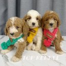 도그패밀리&도로시켄넬 | 골든두들을 입양한다면, 반드시 Top Kennel에서