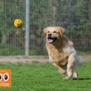 스마트독까페 이미지