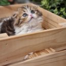 아담스펫강아지&가필드고양이 이미지