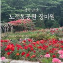 정재1공원 | 안산 장미명소 추천 노적봉공원 장미원 실시간 후기