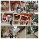 일본교토.세계문화유산.다이고지1150년사찰.벗꽃*😍 이미지
