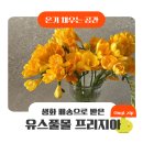 프리지아 | 안산 꽃배달 '유스풀몰' 프리지아 1+1 후기 | 생화 택배 가성비 솔직 후기