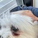 원주동물병원 | 원주 두루동물병원 치근단농양 발치 후기