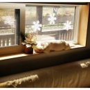 클럽더독스 이미지