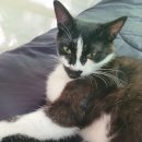 스마트동물병원 | 운정동물병원 스마트! 고양이 눈물 콧물 범벅 후기