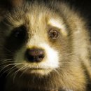 88시장버거 이미지