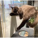 고려동물병원 이미지