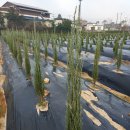 석일농장 이미지