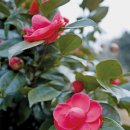 석산골농장 | [NH소식] 선운사 동백꽃을 보러 갔더니 – 고창의 봄맞이