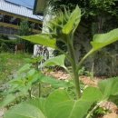 이종섭의 한우농장 이미지