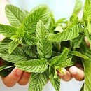 페퍼민트 이미지