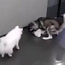 사람과 애견 이미지