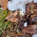 1175 | 오지산행후기(1175차) 봄꽃산행(8) 2024.02.27(화)