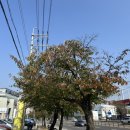 토담옛날통닭 야당점 이미지