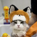 아톰네일 | 행복은 가까이에