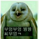 동그리 이미지