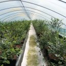 푸르매농장 이미지