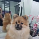 참좋은애견미용실 이미지