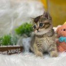 나라애견 본점 이미지