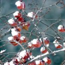 광주.전남 또...폭설...사상유래없는 ..... 이미지