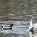#7/0330 Spring Ducks 이미지