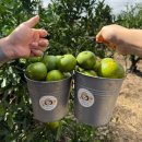 안덕농장 | 제주 10월 감귤 따기 체험 추천 | 미령이네 감귤농장 | 서귀포 산방산 아이랑