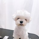 미용하는 강아지 네이버블로그