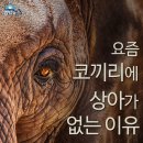 상아 Daum카페