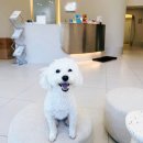 내곁에 동물병원 | 강아지 건강검진, 버디닥 통해 안양 바로외과 동물병원 이용