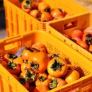 대봉사슴 이미지