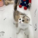 캣초딩 고양이분양 김포구래점 이미지