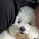 단풍이네 그루밍샵 이미지