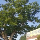 느티나무식당 이미지