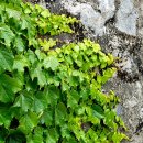 등대오름길 이미지