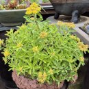 그림정원 이미지