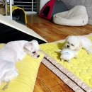 별이와콩이 이미지