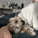 펫츠올 동물의료원 이미지