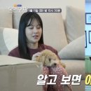 강아지이발소 이미지