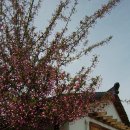 충효천길(남) | 경주의 봄 : 벚꽃구경 주간🌸