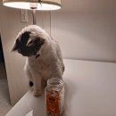 펫츠플레이트 이미지