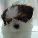 동글동글 이미지