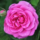 풍원장 미역국정찬 이미지