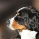 빗질해줄개 이미지