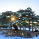 임천관아지 소나무 이미지