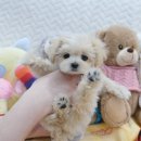 내품안의반려견 노원점 이미지